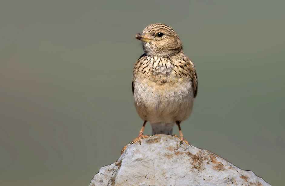 Lesser Short-toed Lark